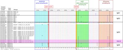 The p.Arg435His Variation of IgG3 With High Affinity to FcRn Is Associated With Susceptibility for Pemphigus Vulgaris—Analysis of Four Different Ethnic Cohorts